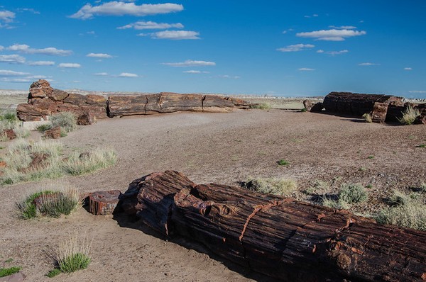 Giant Logs Petrified Forest National Park Arizona