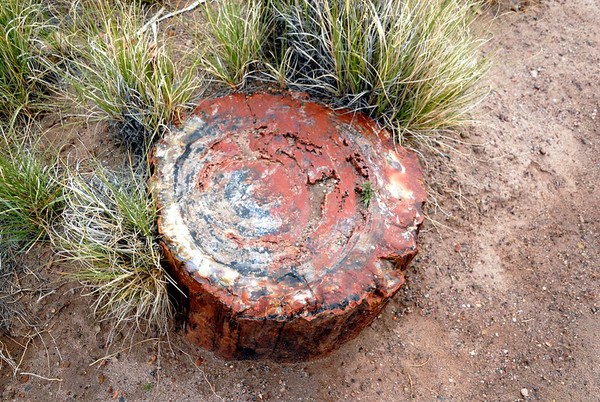Bois pétrifié Giant Logs Petrified Forest National Park Arizona