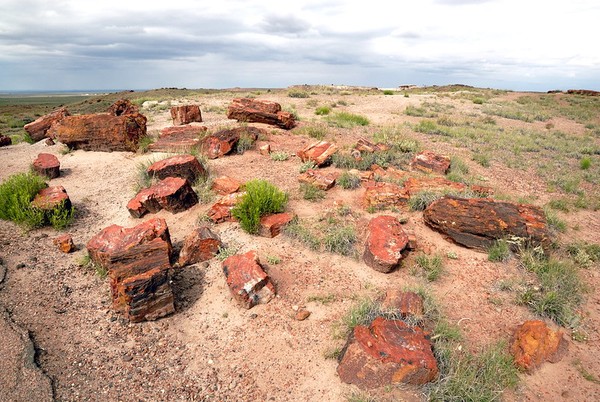 Bois pétrifié Giant Logs Petrified Forest National Park Arizona