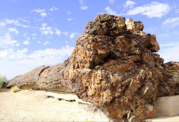 Arbre pétrifié Giant Logs Petrified Forest National Park Arizona