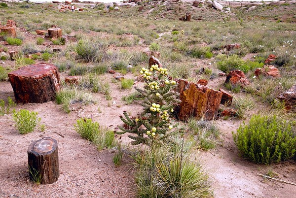 Giant Logs Petrified Forest National Park Arizona