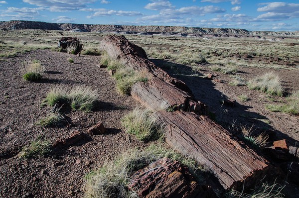 Giant Logs Petrified Forest National Park Arizona