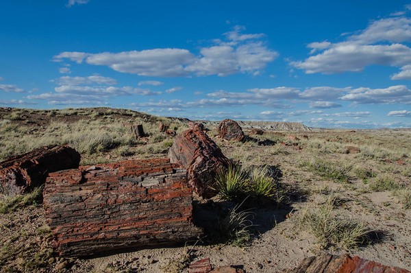 Giant Logs Petrified Forest National Park Arizona