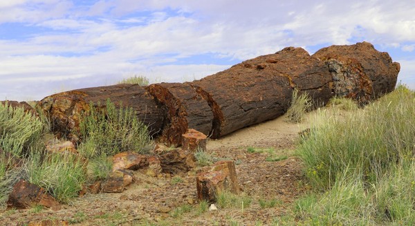 Bois pétrifié Giant Logs Petrified Forest National Park Arizona