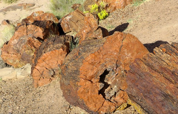 Bois pétrifié Giant Logs Petrified Forest National Park Arizona