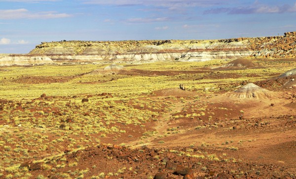 Giant Logs Petrified Forest National Park Arizona
