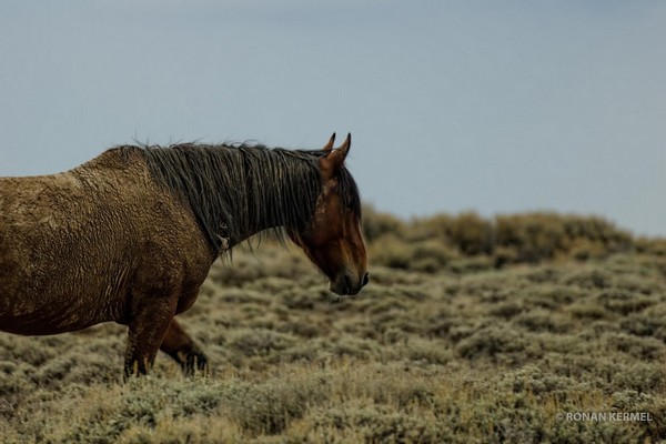 Wild Horse Wyoming