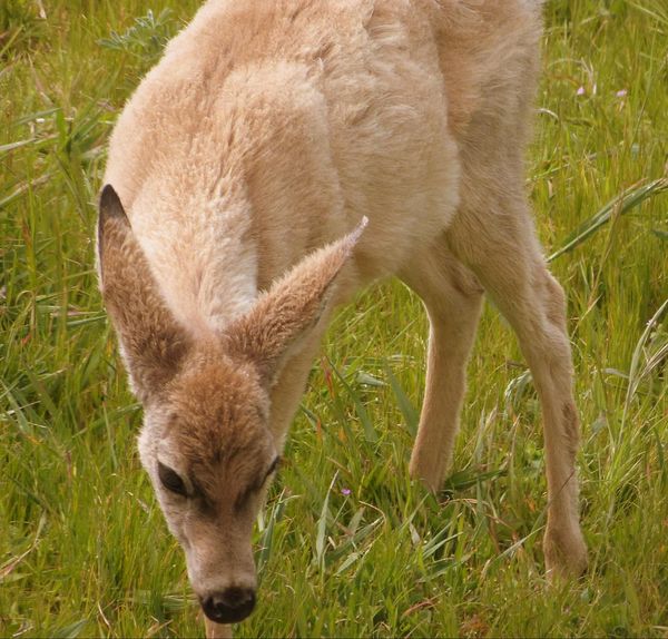 Biche Point Reyes National Seashore