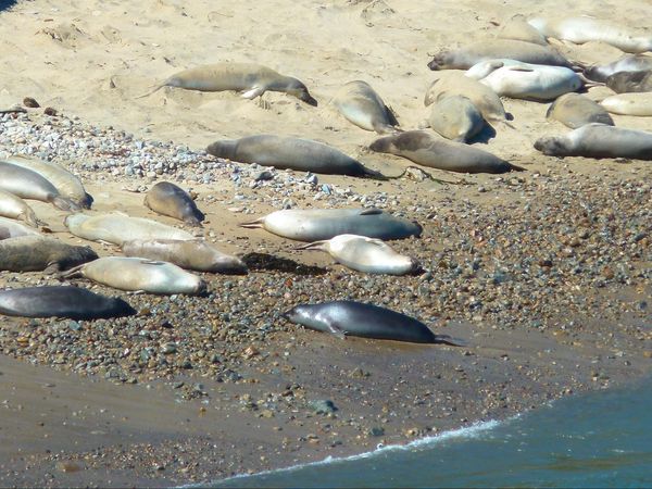 Elephant Seal Colony Point Reyes