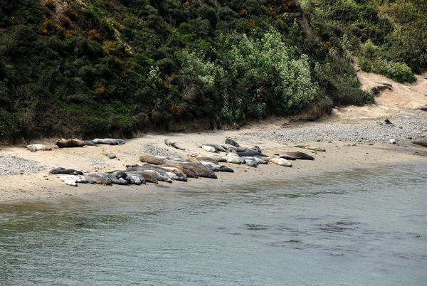 Elephant Seal Overlook Point Reyes