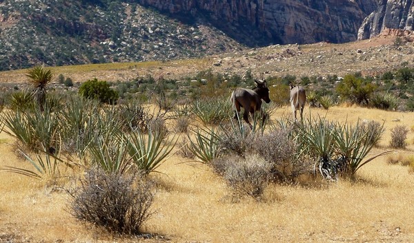 Burros en liberté Red Rock Canyon