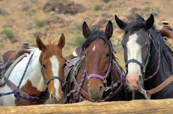 Chevaux de rando à Valley of Fire