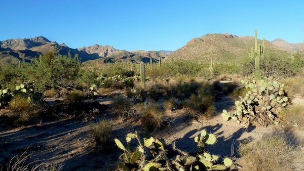 Sabino Canyon Arizona