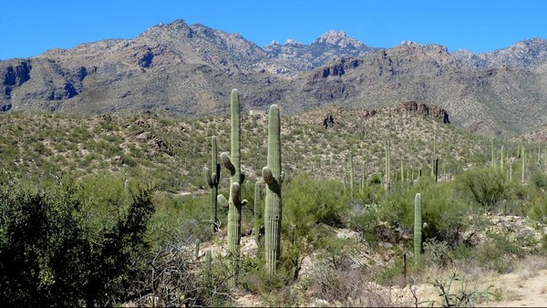 Sabino Canyon