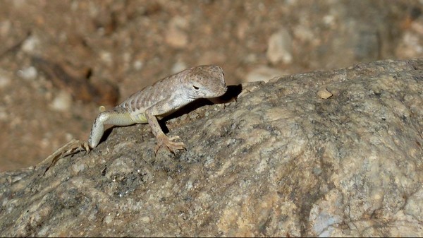 Lézard