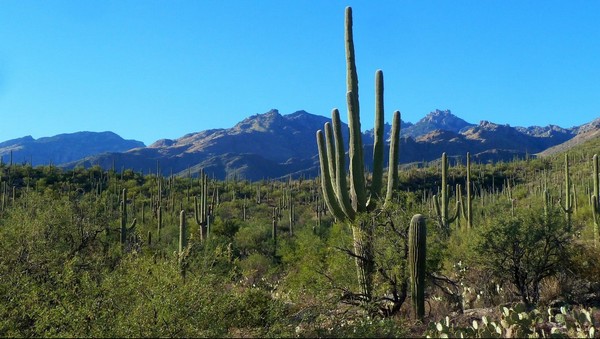 Sabino Canyon Arizona