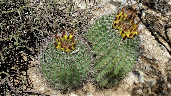 Cactus en fleurs