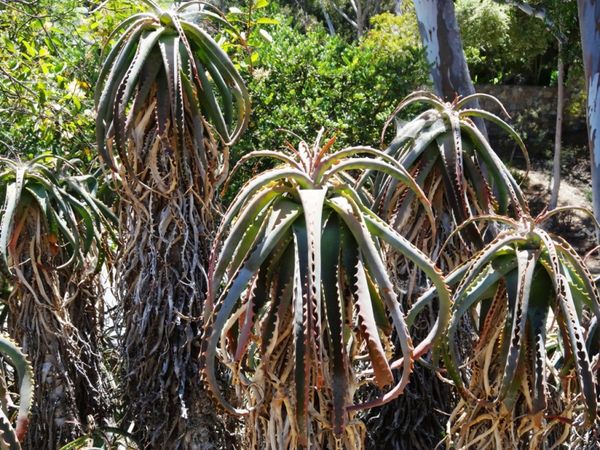 Wrigley Memorial & Botanic Garden Santa Catalina Island