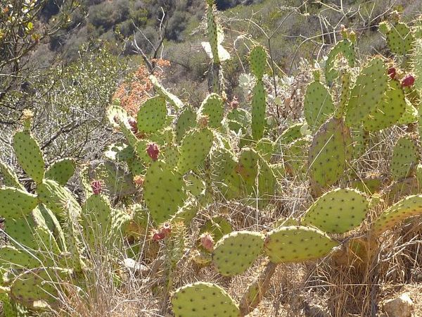 Cactus Wrigley Memorial & Botanic Garden Santa Catalina Island