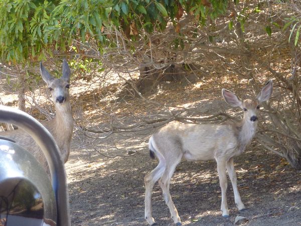 Faune sauvage Santa Cataline Island