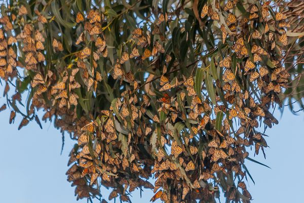 Papillons monarques Monarch Butterfly Nature Preserve Santa Cruz