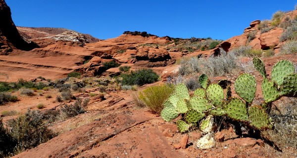 Cactus le long de l'Hidden Pinyon Trail