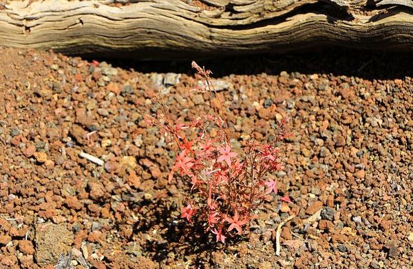 Lava Flow Trail Sunset Crater Volcano