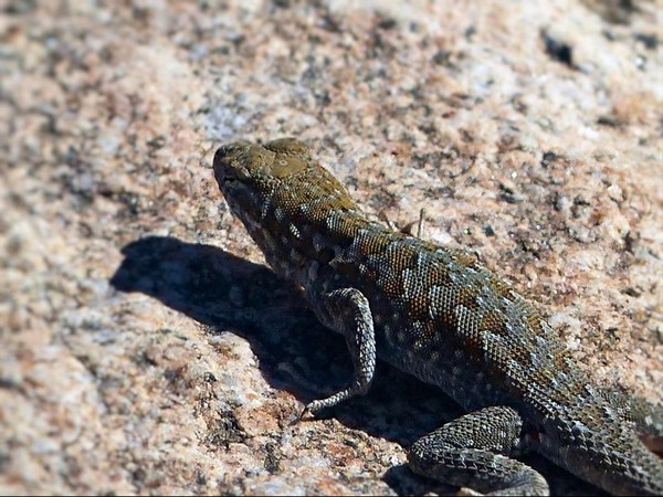 Lézard Tahquitz Canyon