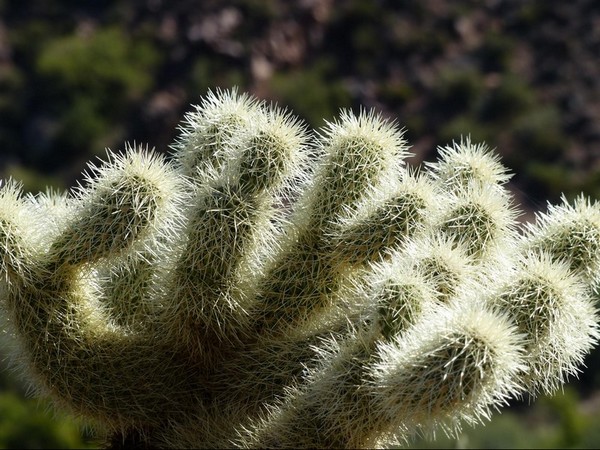 Teddy-bear Cholla