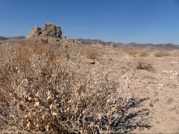 Desert Holly Trona Pinnacles