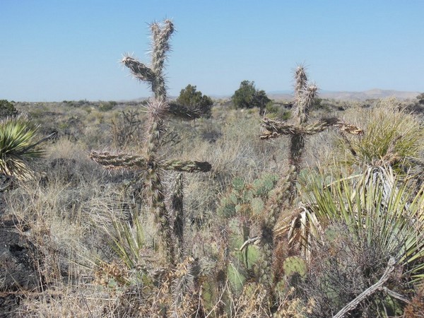 Flore Valley of Fires Recreation Area