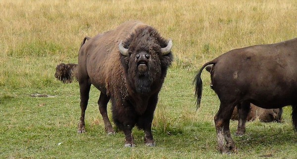 Bisons Yellowstone