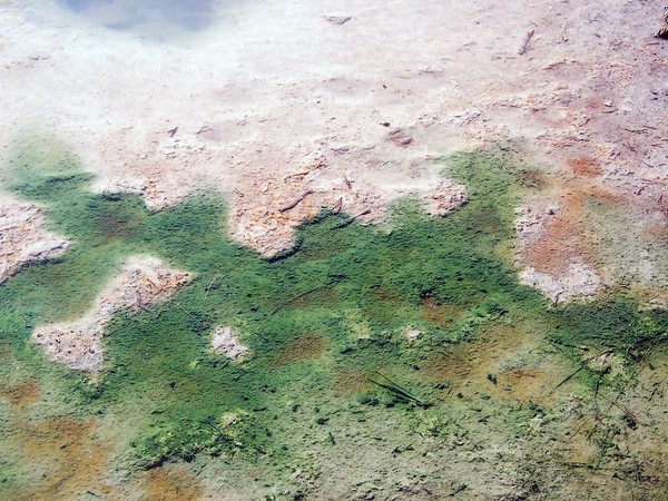 Bactéries thermophiles Yellowstone