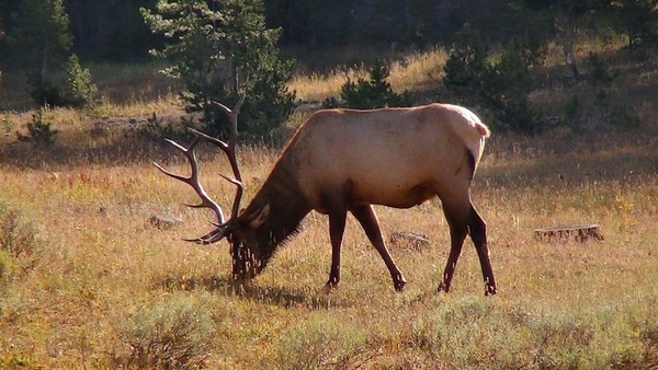 Cerf Yellowstone