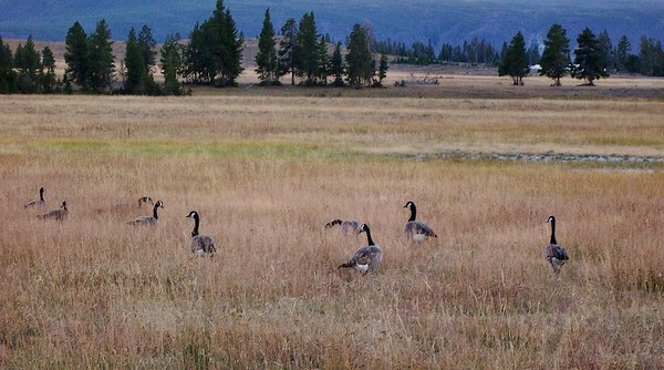 Oies sauvages Yellowstone