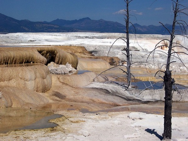 Canary Spring Yellowstone