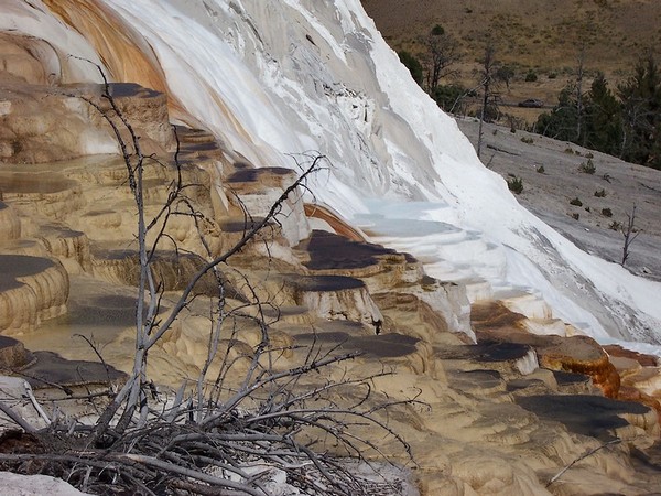 Canary Spring Yellowstone