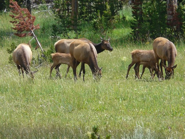 Mule Deers à Lamar Valley Yellowstone