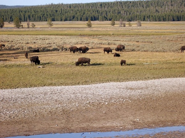 Bisons à Hayden Valley Yellowstone