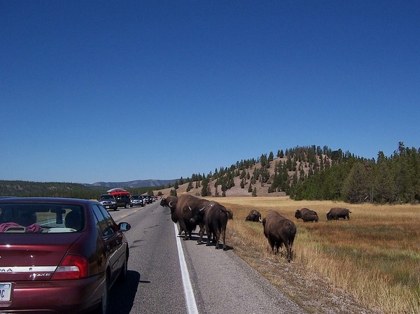Bisons Yellowstone