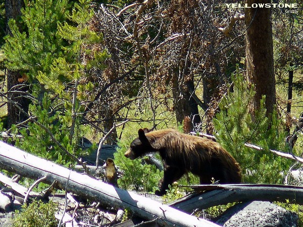 Grizzly Yellowstone