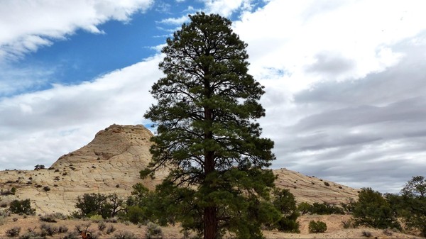 Deer Creek Burr Trail Road Utah