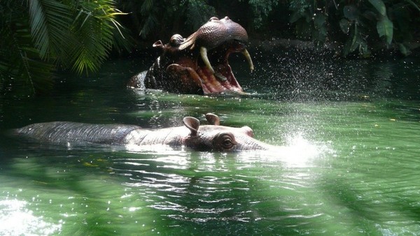 Jungle Cruise Disneyland Los Angeles