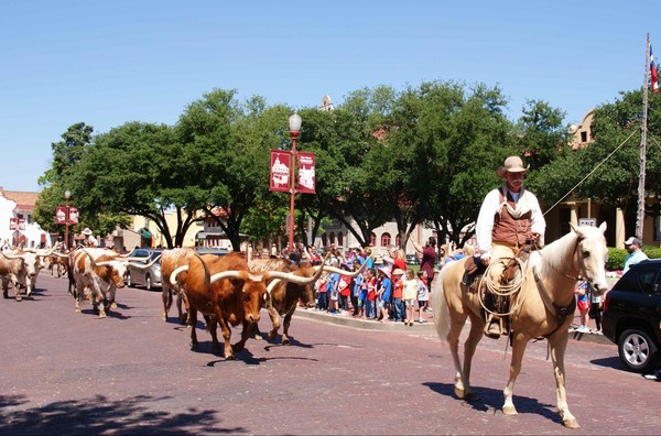 Défilé des Longhorns quartier des Stockyards Fort Worth Texas