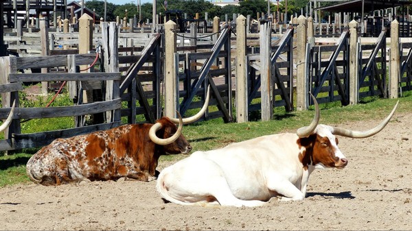 Vaches à longues cornes Coral Coliseum Fort Worth Texas
