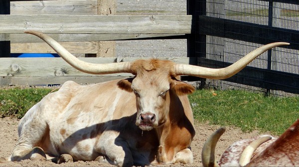 Vache à longues cornes Coral Coliseum Fort Worth Texas