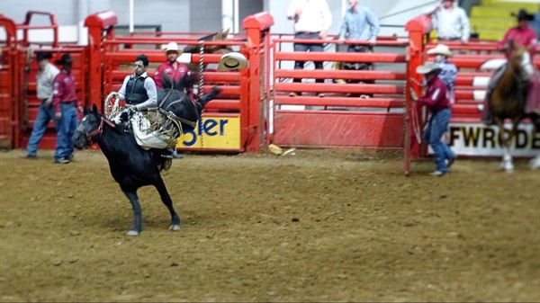 Saddle Bronc Riding Stockyard Championship Rodeo Fort Worth Texas 