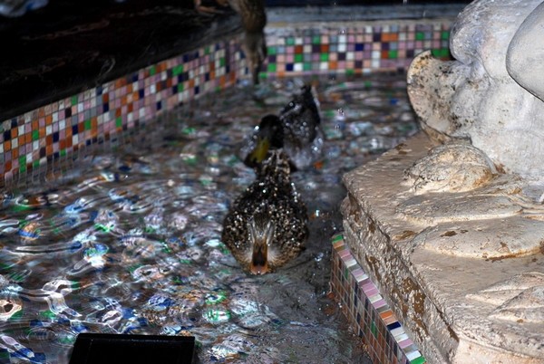 Canards Fontaine Peabody Hotel Memphis