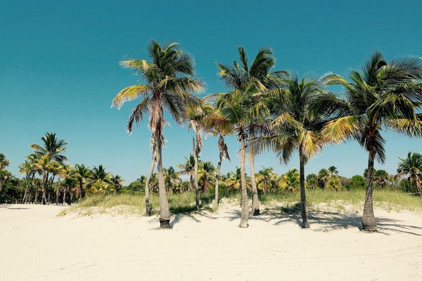 Crandon Park Beach et ses cocotiers Key Biscayne Miami
