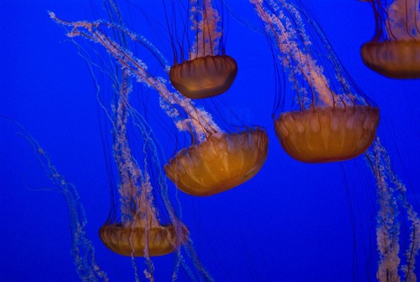 Aquarium Monterey